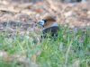 Hawfinch at Hockley Woods (Steve Arlow) (69580 bytes)